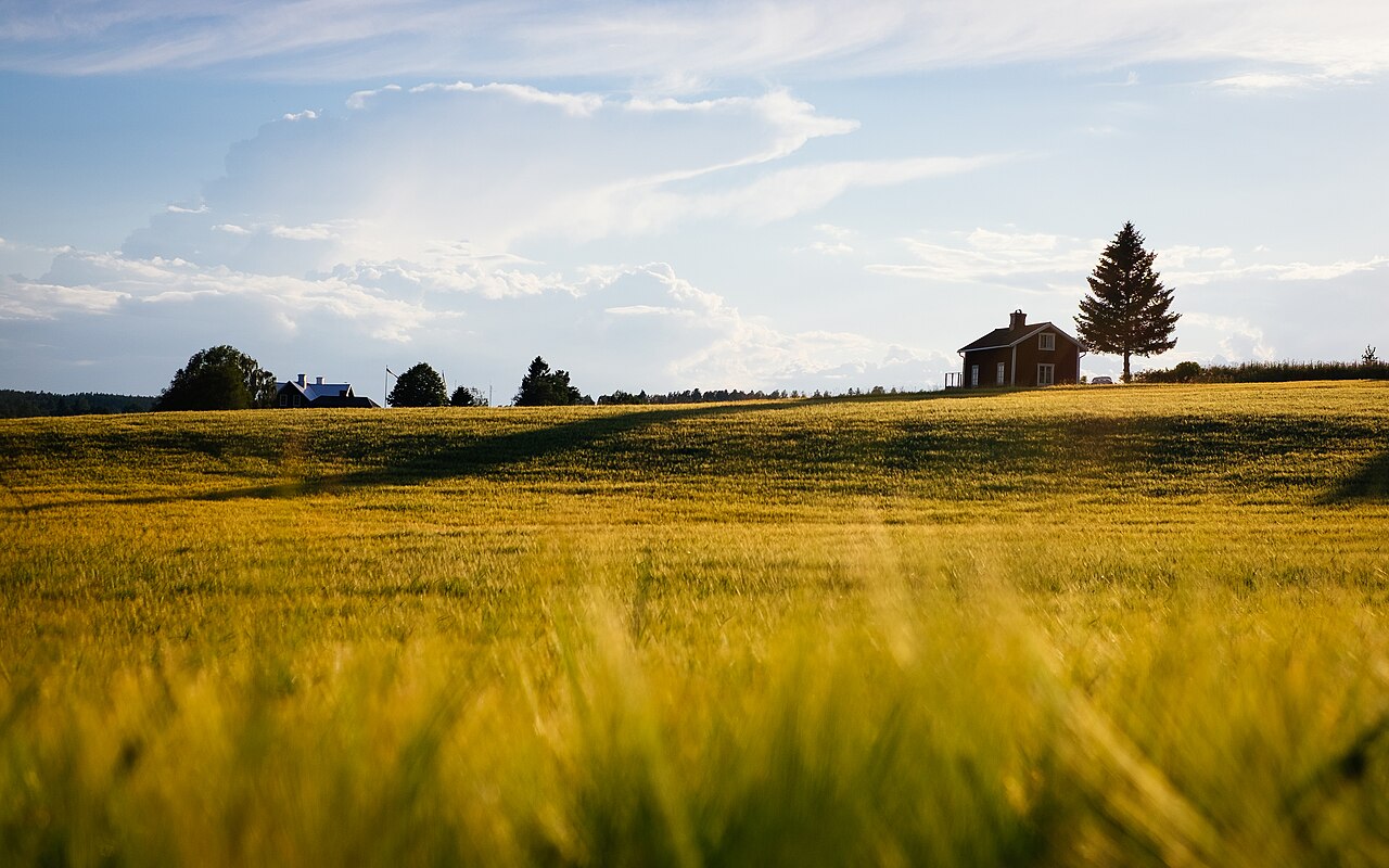 Wheat field